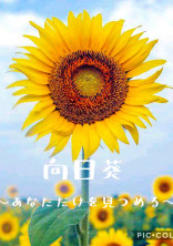 向日葵〜あなただけを見つめる〜