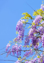 藤の花 の小説 夢小説検索結果 2件 無料ケータイ夢小説ならプリ小説 Bygmo 藤の花 の小説 夢小説検索結果 2件 無料ケータイ夢小説ならプリ小説 Bygmo