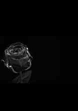 黒いバラの花言葉