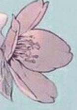 高嶺の華よ、何故にそんなにも寂しそうなのですか?