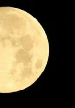 月の兎は闇夜に踊る