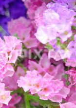 スターチスの花を
