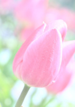 みえなくなってしまっても。