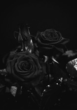 黒薔薇