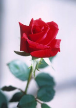rose🥀