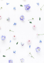 🌸Flower comet🌸