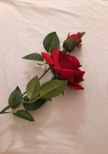 関ジュの紅一点は西畑の◯◯?