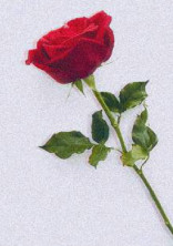 𝙎𝙊𝙎.