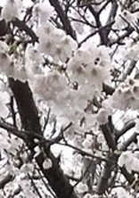 花の病気を信じますか?