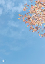 セクゾの隠れ紅一点