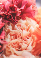 百合の花は恋をして淡く咲き誇る