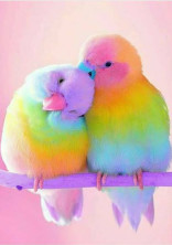 Rainbow Days