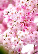 桜咲く〜作詞部屋〜