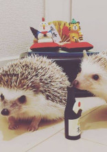 マイロ&アルビーの大冒険