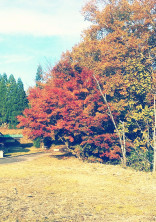 夢のまた夢