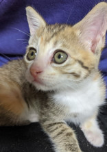 子猫の成長日記(?)