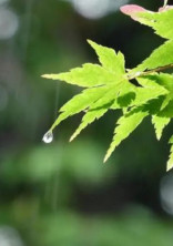 雨なので