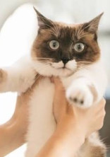突然猫