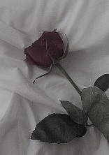 Black rose.