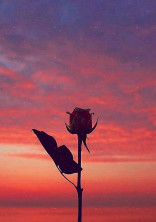 glass Flower