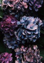 ー紫陽花ー