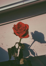 【Rose】