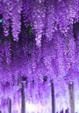 散り行く花たちに弔いを【鬼滅の刃】