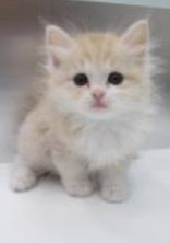 猫でも恋はする!!