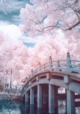 歌 い 手 : T w i t t e r に て 。