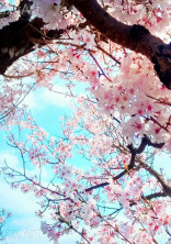 「害」って呼ばないで