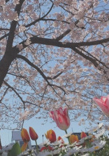 ホシウジ BL 恋愛