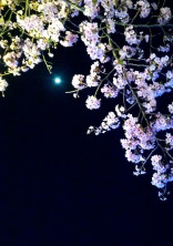 君と桜と…