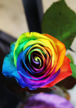 無料ケータイ夢小説ならプリ小説 Bygmo 会話で楽しむストーリー