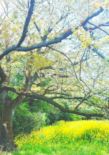❁.*・゚音色が響くあの場所で(嵐)