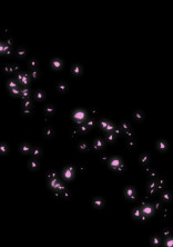 夜桜