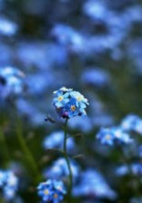 ☆ 花言葉に思いを託して