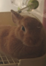 うさぎ飼ってるヤツとうさぎ好きなヤツ集まれ~!