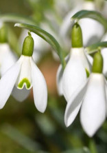 スノードロップ の小説 夢小説検索結果 18件 無料スマホ夢小説ならプリ小説 Bygmo スノードロップ の小説 夢小説検索結果 18件 無料スマホ夢小説ならプリ小説 Bygmo