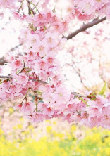 花 の よ う な 彼 女 。