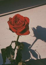 Under the rose