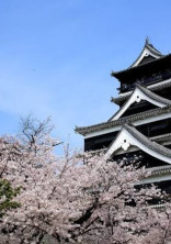 乱世の華 ~女忍者の物語~