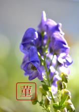 菫