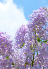 モテ期到来です。