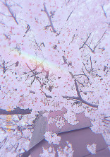 3年目の桜の散る頃、君はどこへ行きますか?