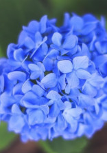 蒼い雫