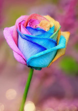 花が好きな君