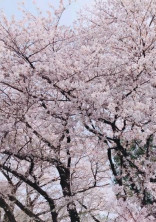 雪Man紅一点