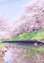 目黒蓮の彼女は永瀬廉の姉でした
