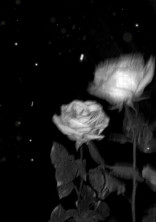 無料ケータイ夢小説ならプリ小説 Bygmo 会話で楽しむストーリー