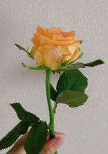 薔薇に願いを叶えると。(参加型)(完結済み)